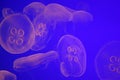 Jelly Fish Under UV Light Royalty Free Stock Photo