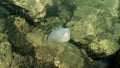 Jelly fish under the water Royalty Free Stock Photo