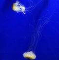 Jelly fish in underwater nature swiming in deep water with the blue background and long tentacles spread around