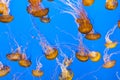 Jelly fishes in the aquarium with blie background