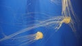 Jelly Fishes in Aquarium Royalty Free Stock Photo