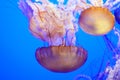 Jelly Fishes