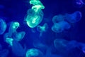 Jelly fishes are swimming and glowing in the dark blue water Royalty Free Stock Photo