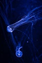 Jelly fishes are swimming and glowing in the dark blue water Royalty Free Stock Photo