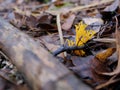 Jelly fungus - yellow stagshorn Calocera viscosa growing on forest soil