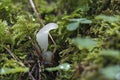 The Jelly Hedgehog (Pseudohydnum gelatinosum) is an edible mushroom