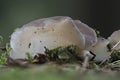 The Jelly Hedgehog (Pseudohydnum gelatinosum) is an edible mushroom