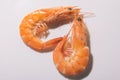 Two shrimps form a love heart