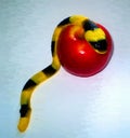 Jelly serpent crawling over an apple - with copy space Royalty Free Stock Photo