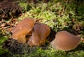 Jelly Tooth - Pseudohydnum gelatinosum