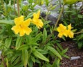 Jellybean Gold Bush Monkeyflower Royalty Free Stock Photo