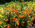 Jellybean Gold and Orange Monkeyflowers Royalty Free Stock Photo