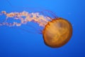 Jellyfish Royalty Free Stock Photo