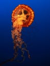 Jellyfish Royalty Free Stock Photo