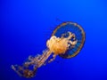 JellyFish Royalty Free Stock Photo