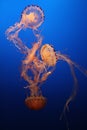 Jellyfish Royalty Free Stock Photo