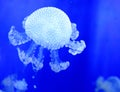 Jellyfish Royalty Free Stock Photo