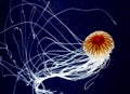 Jellyfish Royalty Free Stock Photo