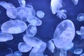 Jellyfish Royalty Free Stock Photo