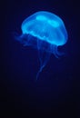 Jellyfish Royalty Free Stock Photo