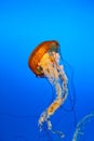 Jellyfish Royalty Free Stock Photo