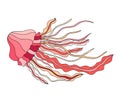 Hand drawn jellyfish with pink, red and yellow elements on white isolated background. Royalty Free Stock Photo