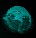 Jellyfish Royalty Free Stock Photo