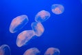 Jellyfish