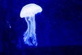 Jellyfish Royalty Free Stock Photo