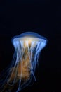 Jellyfish