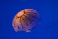 Jellyfish #5 Royalty Free Stock Photo