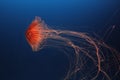 Jellyfish Royalty Free Stock Photo