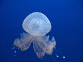 jellyfish Royalty Free Stock Photo