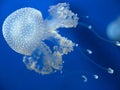 Jellyfish Royalty Free Stock Photo