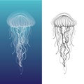 Jellyfish 1 Royalty Free Stock Photo