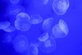 Jellyfish In an aquarium on a blue background