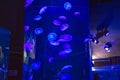 Jellyfish in the aquarium. Blue jellyfish in the aquarium.