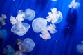 Jellyfish in an aquarium with blue water Royalty Free Stock Photo