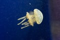 Jellyfish in the aquarium