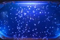 Jellyfish aquarium in House of the Sea Royalty Free Stock Photo