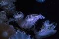 Jellyfish in aquarium Royalty Free Stock Photo