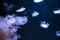 Jellyfish in aquarium Royalty Free Stock Photo