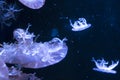 Jellyfish in aquarium Royalty Free Stock Photo