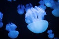 Jellyfish in the aquarium Royalty Free Stock Photo