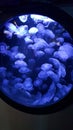 JellyFish aquarium