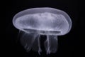 Jellyfish Aurelia Aurelia aurita