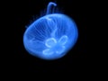 Jellyfish (Aurelia aurita) Royalty Free Stock Photo