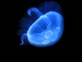 Jellyfish (Aurelia aurita) Royalty Free Stock Photo