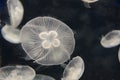 Jellyfish, Aurelia aurita, swimming Royalty Free Stock Photo