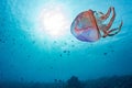 Jellyfish back light underwater close up Royalty Free Stock Photo